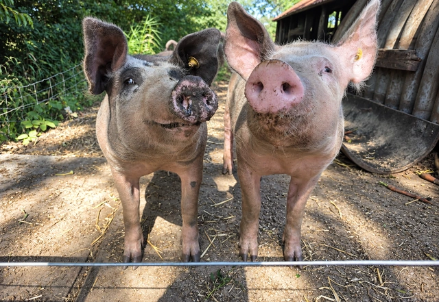 Twee varkens achter een hek op het erf.