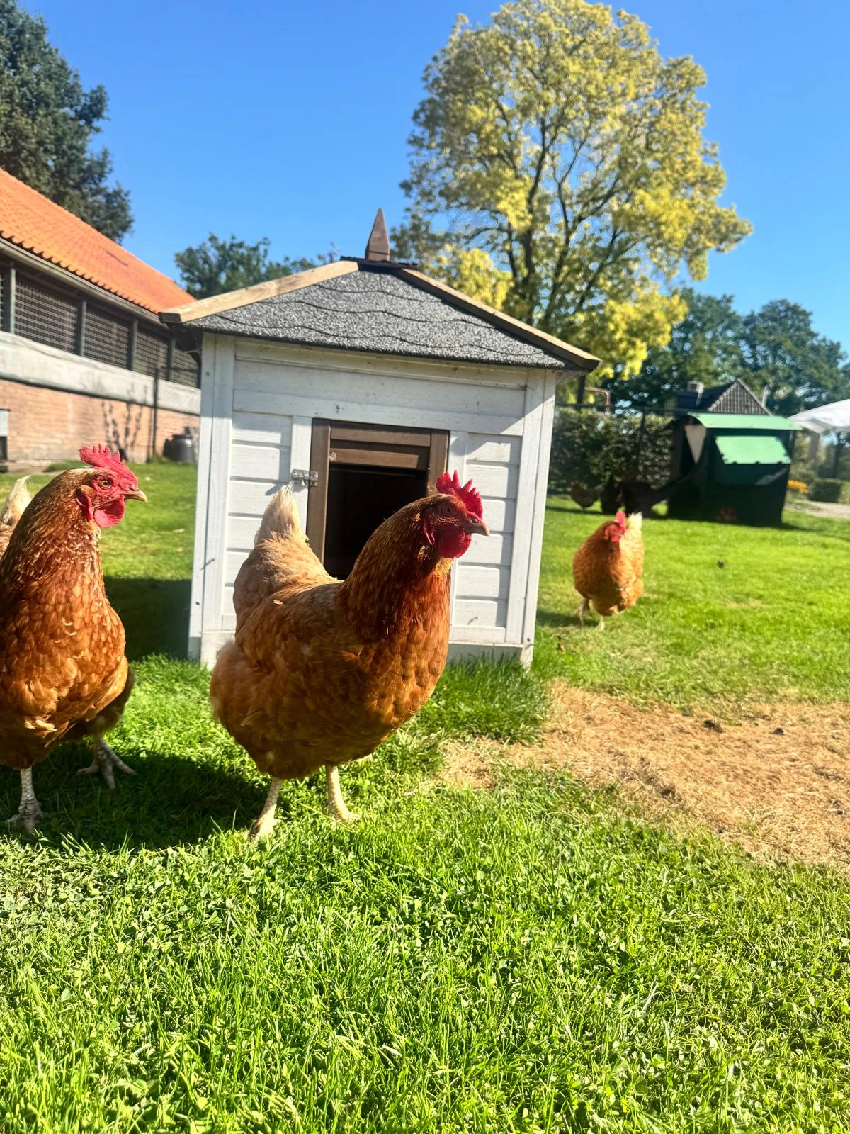 Kippen op het gras bij hun kippenhok op de Hoeve.