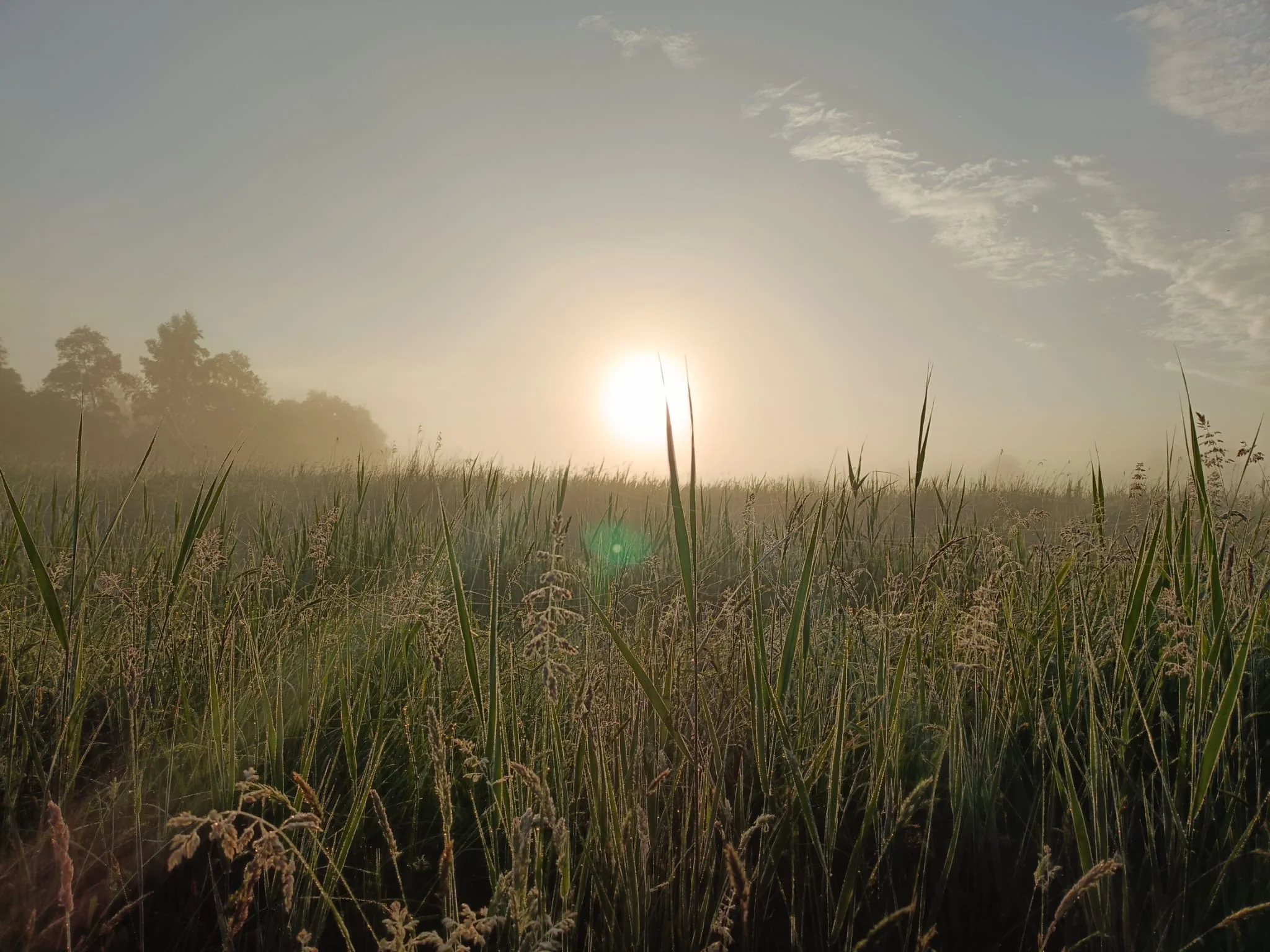 Ochtendlicht boven het hoge gras