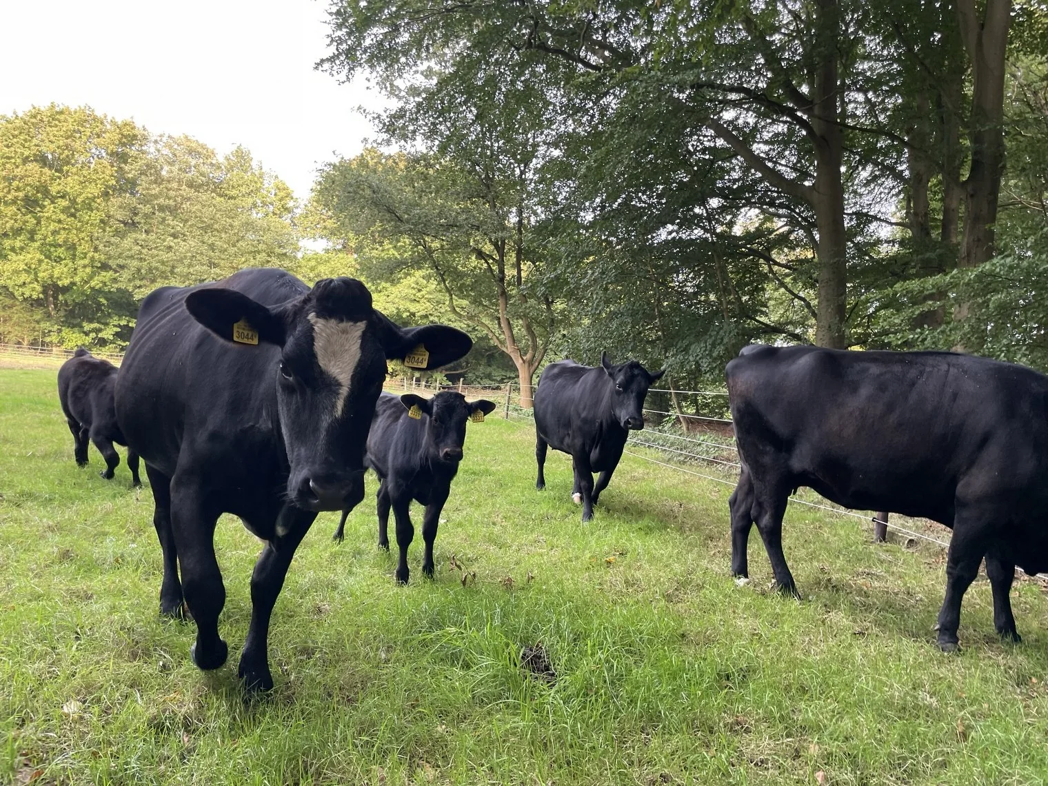 Koeien in de groene wei tussen de bomen.