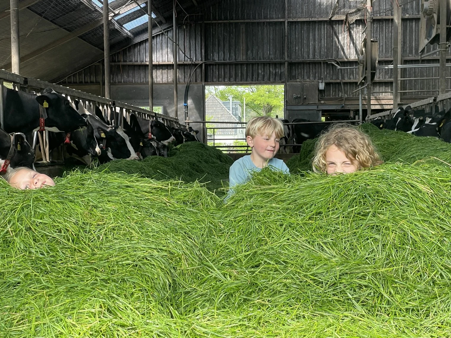 Twee kinderen achter een hoop gras in de koeienstal.